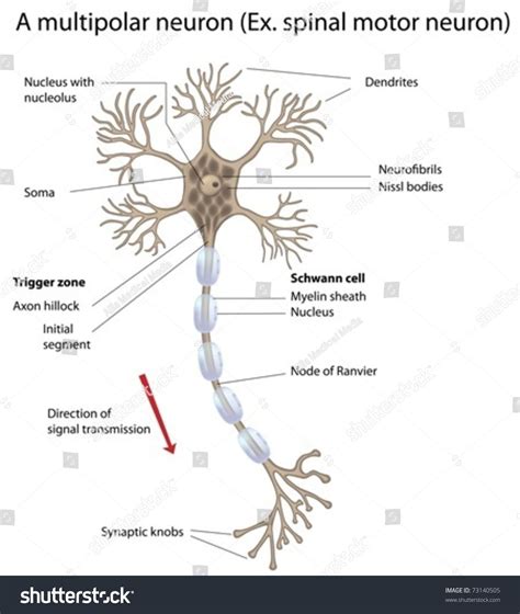 Labeled Diagram Of A Motor Neuron Bioquick News