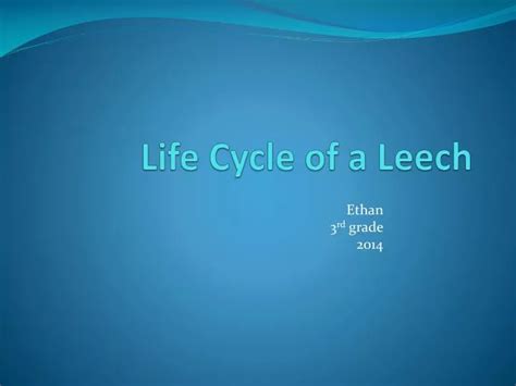 PPT - Life Cycle of a Leech PowerPoint Presentation, free download - ID ...