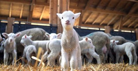 Sheep Goat Housing Renovate Or Build New The Seam