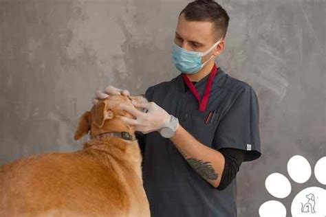 Check Up Veterinário Por Que é Importante Para Seu Cachorro Cães