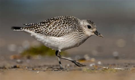 Black Bellied Plover Ornithology Bird Photography