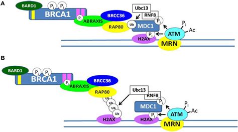 Frontiers BRCA1 In The DNA Damage Response And At Telomeres Genetics