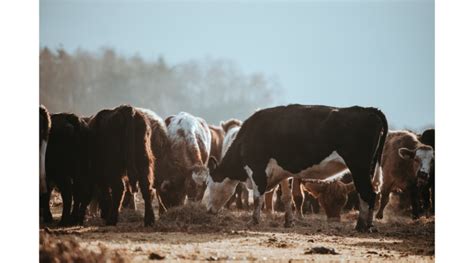 Sdsu Ndsu Extension Hosting Beef Cattle Feeding Programs Morning Ag