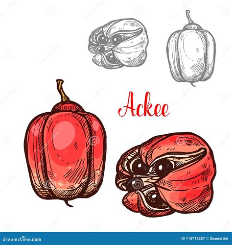 Ackee Clip Art