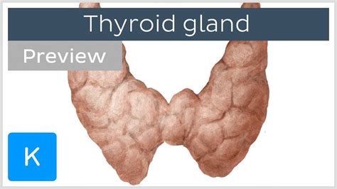 Labeled Thyroid Gland Histology