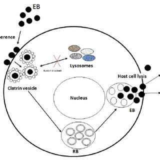 Chlamydia Cell Structure