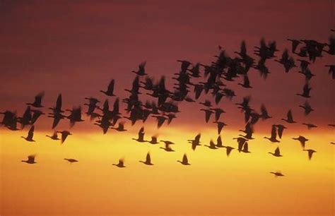 Aerial Marvels Decoding The Mystery Of Swarms Of Birds