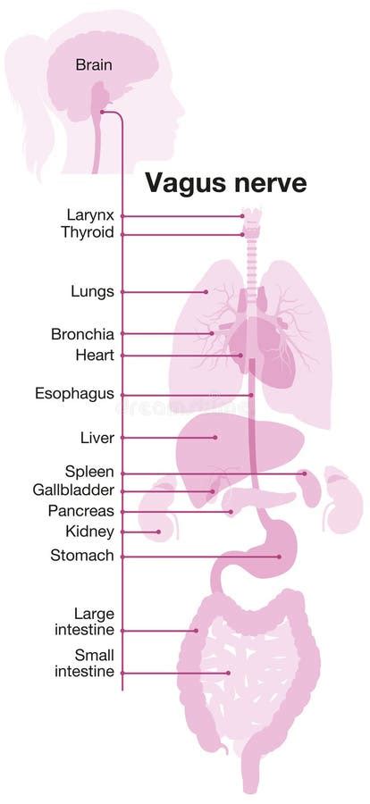 Vagus Nerve Part Of The Parasympathetic Nervous System Medically