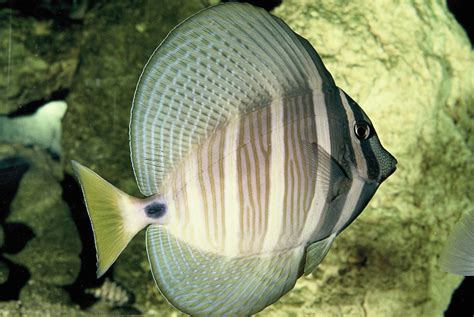 Sailfin Tang Zebrasoma Veliferum This Picture Is From A Flickr