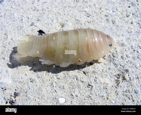 Parasitic fish isopod hi-res stock photography and images - Alamy