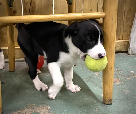 Dog for Adoption - Lollipop, a in Glenview, IL | Alpha Paw