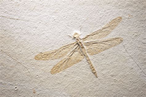 A Fossil Dragonfly Solnhofen Germany Christies