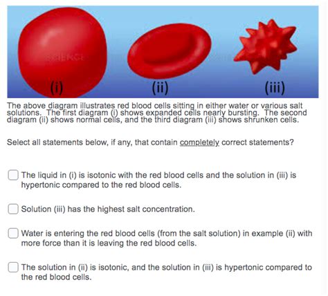 Solved I Ii The Above Diagram Illustrates Red Blood Chegg