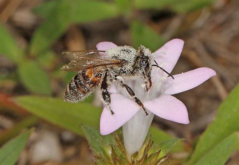 Western Honeybee Apis Mellifera Picayune Strand State F Flickr