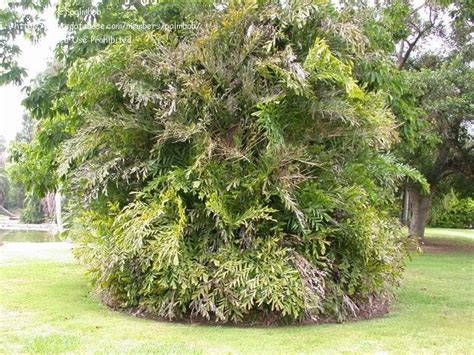 Plantfiles Pictures Caryota Species Burmese Fishtail Palm Clustered