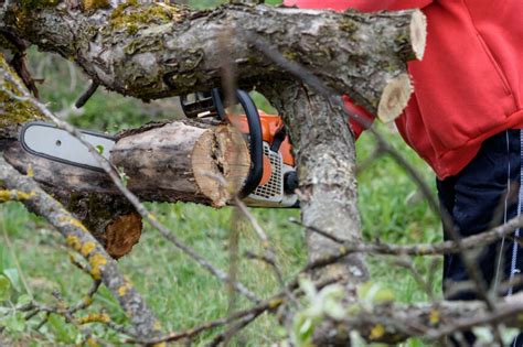 Moos Am Baum Gut Oder Schlecht Ursachen Tipps