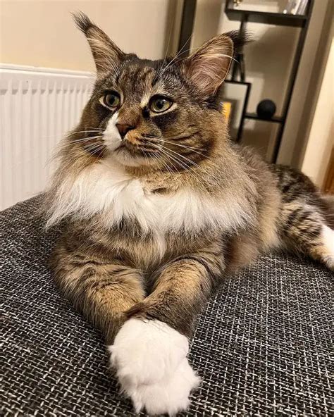 Todo sobre el Gato Maine Coon Historia Personalidad y Más