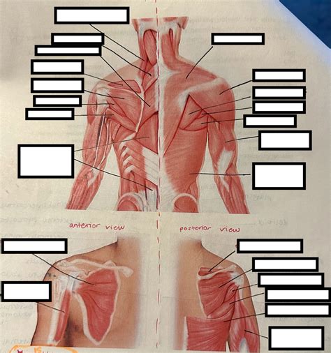 Tmcc Bio Lab Muscles Of The Chest Shoulder And Upper Limbs