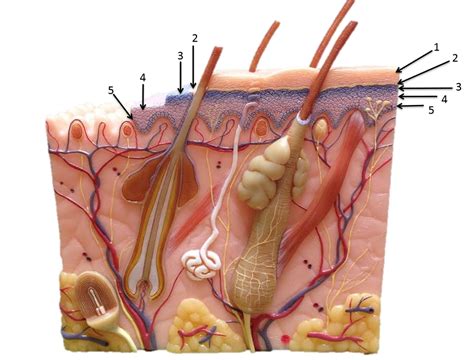 Lab Quiz Integumentary Model Pt Diagram Quizlet