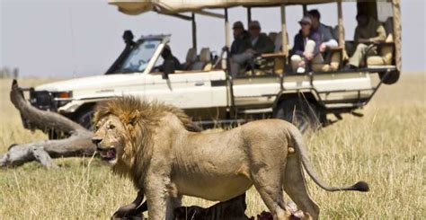 Masai Mara Wildebeest Great Migration 4 Tages Safari GetYourGuide