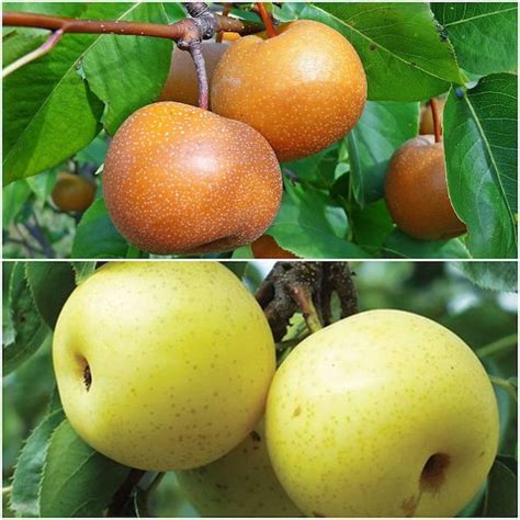 Online Orchards Asian Double Pear Twist Tree Bare Root Cbas002 The