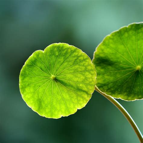 Centella asiática qué es para qué sirve propiedades y usos