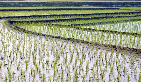 Feed the Future Bangladesh Rice and Diversified Crops Activity - ACDI/VOCA