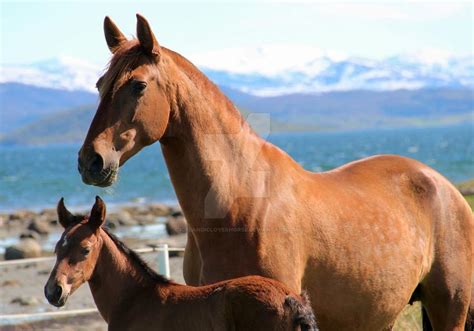 Tia Mari One Day Old And Here Mother Opera By Icelandicloverhorse On