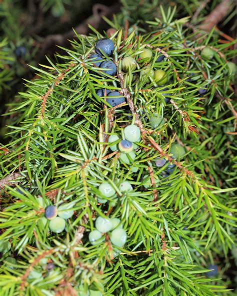 Common Juniper Juniperus Communis S Okanagan Shrubs