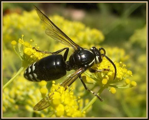 Bald Faced Hornet Dolichovespula Maculata In Willow Canyon Tooele County And At Red Butte