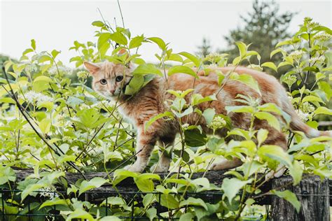 Cat among Leaves · Free Stock Photo