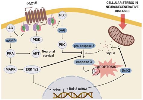 Frontiers Protective Effects Of Pituitary Adenylate Cyclase