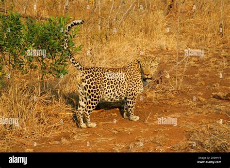 Leopardos De Nicho De Leopardo Africano Panthera Pardus Depredadores