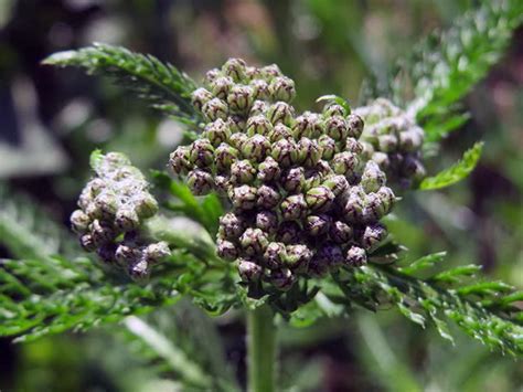 Тысячелистник: полезные свойства и противопоказания, посадка и уход, фото