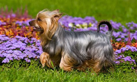 Silky Terrier Yorkie Mix