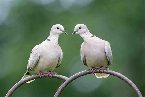 10 Facts About Doves The Most Symbolic Birds - Facts.net