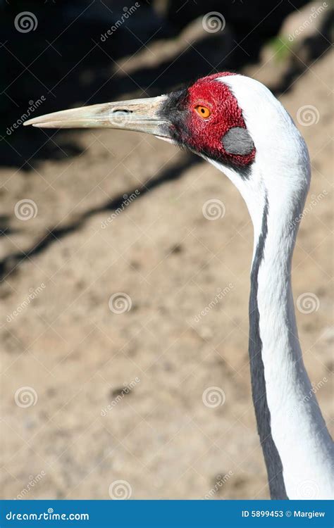 Sarus Crane stock image. Image of endangered, crane, bird - 5899453