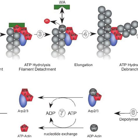 ATP hydrolysis on Arp2 is required for actin fi lament debranching. ( A ...