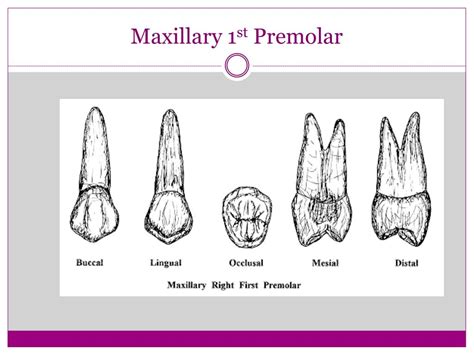 PPT - Tooth Histology and Morphology PowerPoint Presentation, free download - ID:1862938