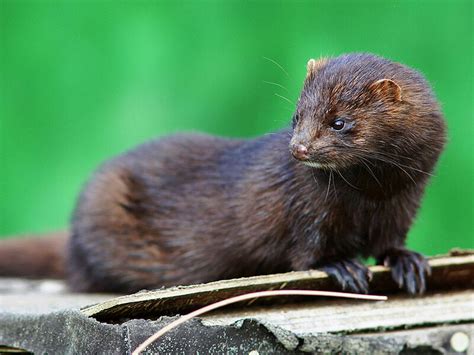 Scottish Volunteers Hunt Vicious Invasive Minks Npr