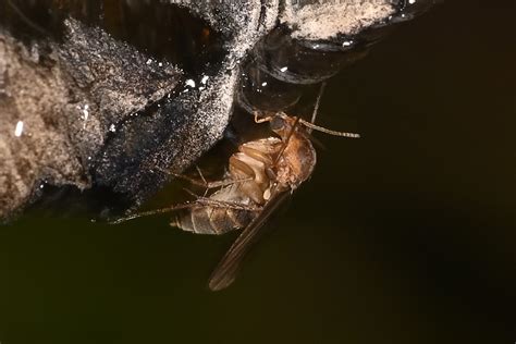 Fungus gnats UK · iNaturalist