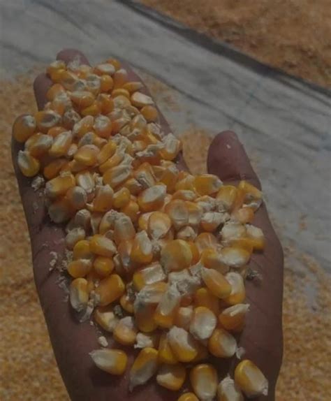 Yellow Dry Maize High In Protein At Rs 22 Kg In Guntur ID 2848968435997