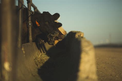 Usda Hears From The Public On Proposed Rules For The Packers And