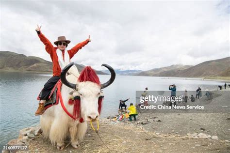 2489 Yak China Stock Photos High Res Pictures And Images Getty Images