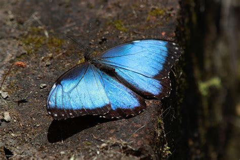 Morpho Butterfly Morpho Didius By Aura0190 On Deviantart