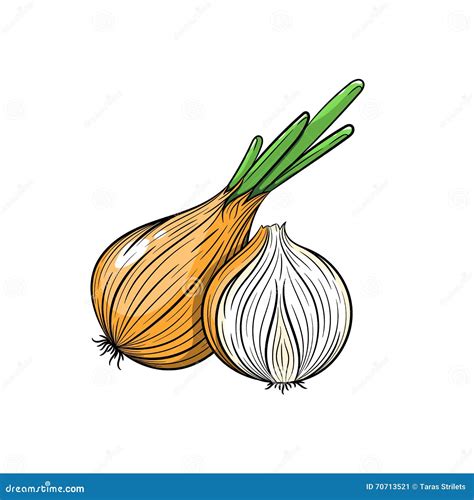 Vector Onion Illustration On White Background Stock Vector Image