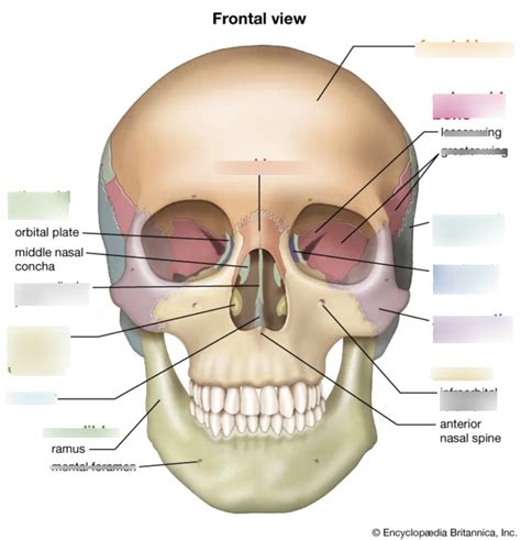 Anatomy Of The Skull Front View Diagram Quizlet