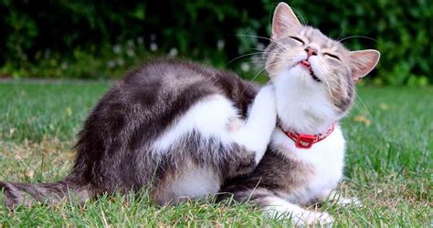 How to Tell if Your Cat Has Fleas : 10 Signs and Symptoms to Know!