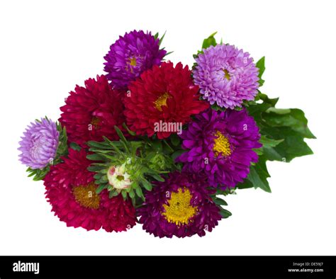 bouquet of red and violet aster flowers Stock Photo - Alamy