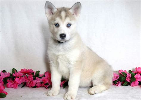 Toy Husky Mix Puppies | Wow Blog